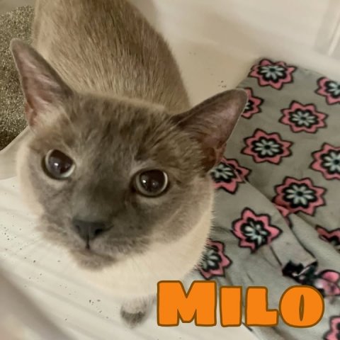 Cat, Mammal, Pet. Text: MILO