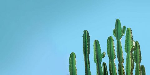 Cactus, Plant, Scenery.