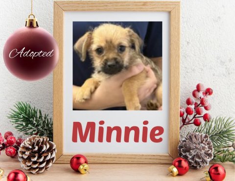 Greeting Card, Mail, Dog. Text: Adopted Minnie