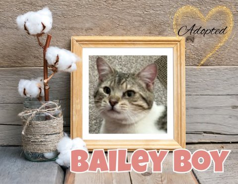 Painting, Cat, Bird. Text: Adopted BAILEY BOY