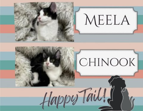 Cat, Kitten, Pet. Text: MEELA CHINOOK Happy Tail!