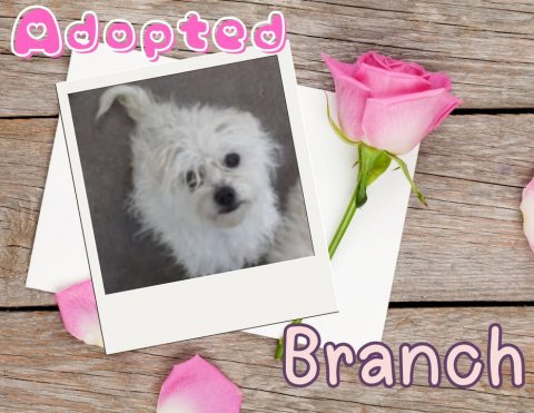 Greeting Card, Petal, Rose. Text: Adopted Branch