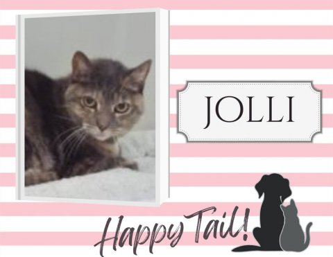 Greeting Card, Cat, Pet. Text: JOLLI Happy Tail!