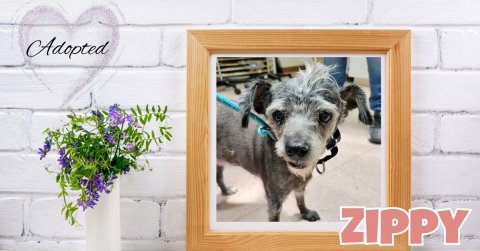 Dog, Greeting Card, Flower. Text: Adopted ZIPPY