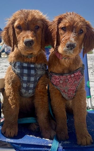 Canine, Dog, Golden Retriever.