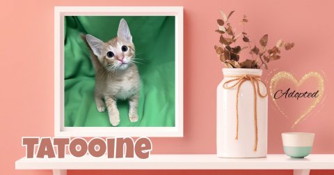 Greeting Card, Kitten, Jar. Text: Adopted