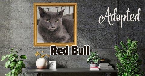 Potted Plant, Jar, Planter. Text: Adopted Red Bull