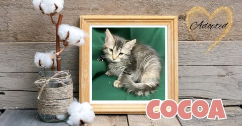 Cat, Kitten, Painting. Text: Adopted COCOA
