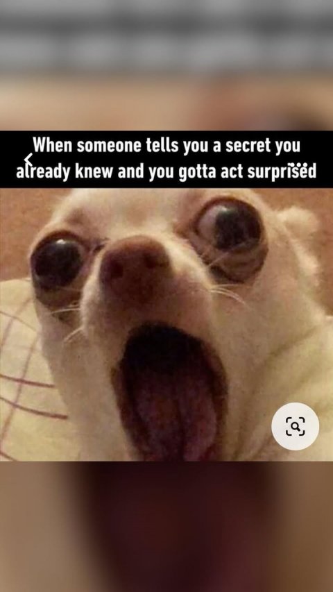 Snout, Canine, Dog. Text: When someone tells you a secret you already < knew and you gotta act surprised