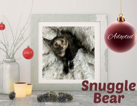 Kitten, Balloon, Greeting Card. Text: Adopted Snuggle Bear