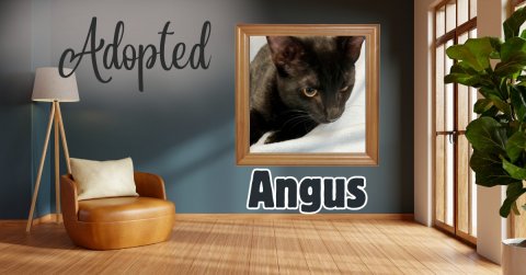 Wood, Interior Design, Lamp. Text: Adopted Angus