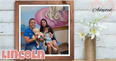 Person, Adult, Woman. Text: Adopted