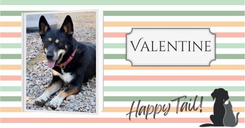 Canine, Dog, Husky. Text: VALENTINE Happy Tail!