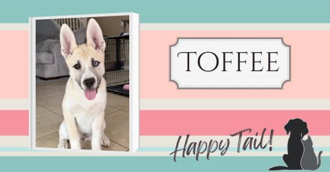 Canine, Dog, Husky. Text: TOFFEE Happy Tail!