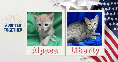 Cat, Pet, American Flag. Text: ADOPTED TOGETHER Alpaca Liberty