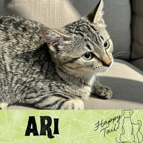 Abyssinian, Cat, Pet. Text: ARI Happy Tail!