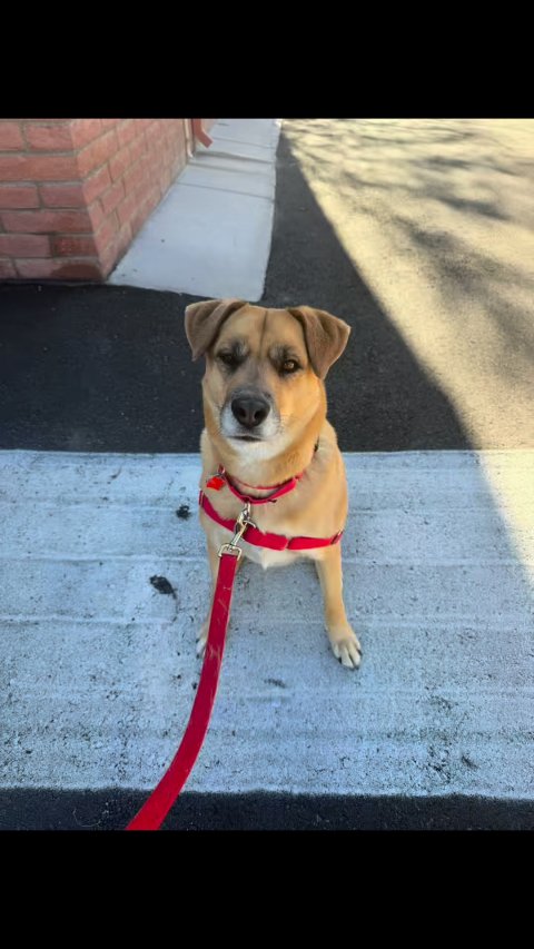 Accessories, Strap, Leash.