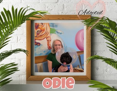 Adult, Person, Woman. Text: Adopted