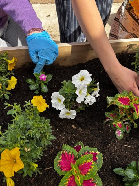 Garden, Potted Plant, Gardening. Text: RAISED Premium