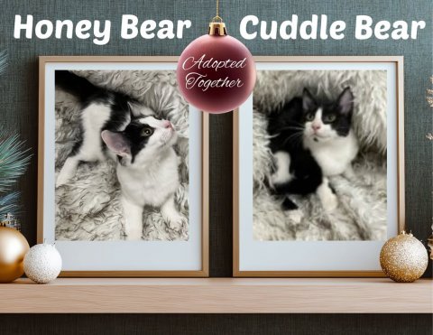 Cat, Balloon, Greeting Card. Text: Honey Bear Cuddle Bear Adopted Together