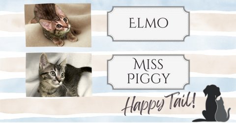 Cat, Kitten, Dog. Text: ELMO MISS PIGGY Happy Tail!