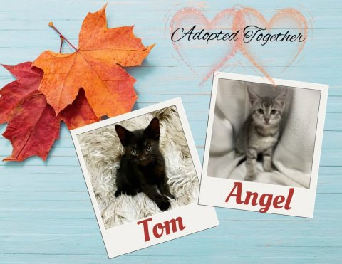 Leaf, Tree, Cat. Text: Adopted Together Angel Tom