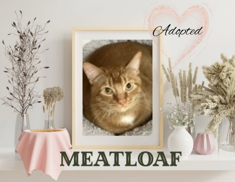Cat, Pet, Greeting Card. Text: Adopted MEATLOAF