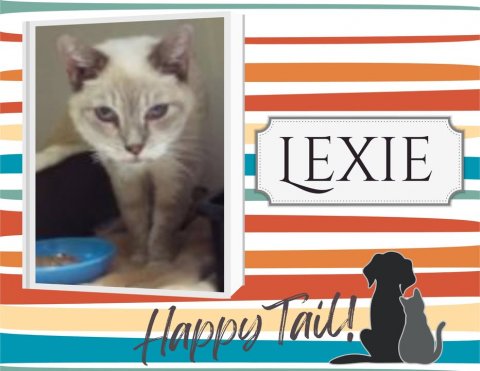Cat, Mammal, Pet. Text: LEXIE Happy Tail!
