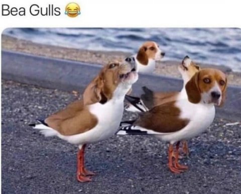 Animal, Dog, Hound. Text: Bea Gulls