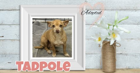 Greeting Card, Dog, Chihuahua. Text: Adopted TADPOLE