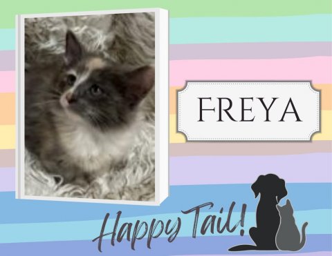 Cat, Kitten, Greeting Card. Text: FREYA Happy Tail!