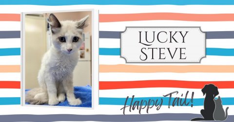 Animal, Cat, Pet. Text: LUCKY STEVE Happy Tail!