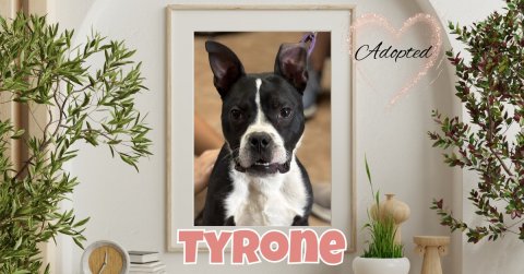 Potted Plant, Bulldog, Dog. Text: Adopted
