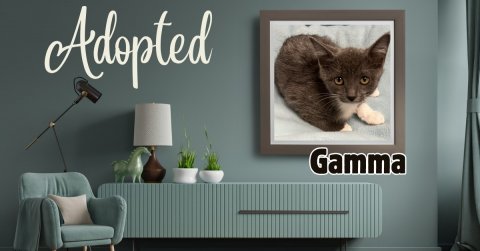 Lamp, Cushion, Cat. Text: Adopted Gamma