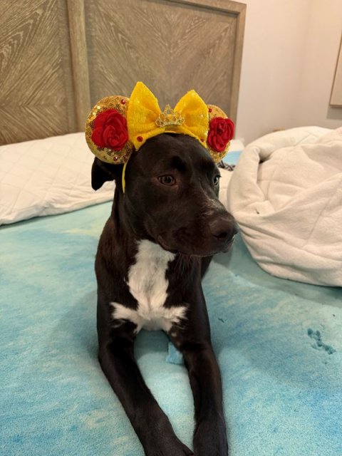 Canine, Dog, Flower.