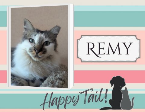 Cat, Pet, Kitten. Text: REMY Happy Tail!