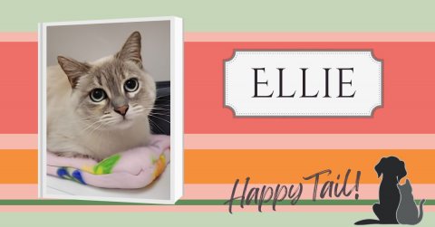 Cat, Mammal, Pet. Text: ELLIE Happy Tail!