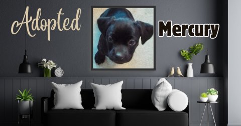 Cushion, Home Decor, Interior Design. Text: Adopted Mercury