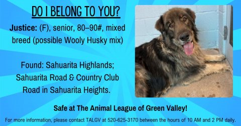 Canine, Dog, Poster. Text: DO | BELONG TO YOU? Justice: (F), senior, 80-90#, mixed breed (possible Wooly Husky mix) Found: Sahuarita Highlands; Sahuarita Road &amp; Country Club Road in Sahuarita Heights. Safe at The Animal League of Green Valley! For more information, please contact TALGV at 520-625-3170 between the hours of 10 AM and 2 PM daily.