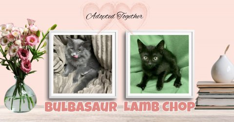 Cat, Kitten, Greeting Card. Text: Adopted Together BULBASAUR LAMB CHOP