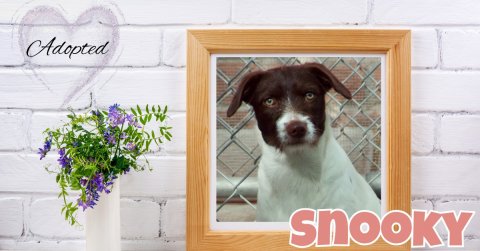 Dog, Purple, Flower. Text: Adopted