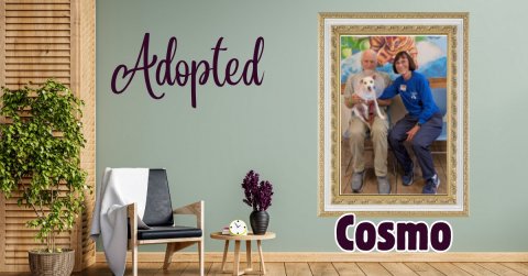 Potted Plant, Interior Design, Canvas. Text: Adopted Cosmo