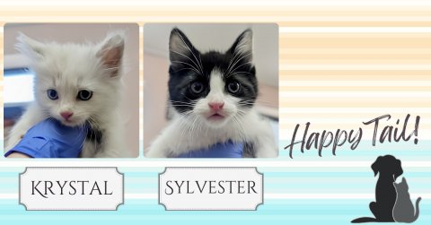 Cat, Kitten, Pet. Text: Happy Tail! KRYSTAL SYLVESTER