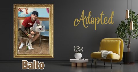 Potted Plant, Interior Design, Couch. Text: Adopted Balto
