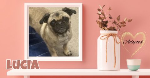Jar, Canine, Pug. Text: Adopted LUCIA