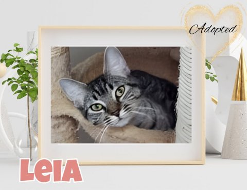 Cat, Pet, Potted Plant. Text: Adopted LEIA