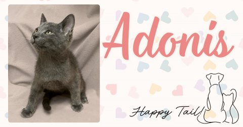 Cat, Kitten, Greeting Card.