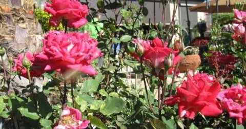 Flower, Rose, Garden.