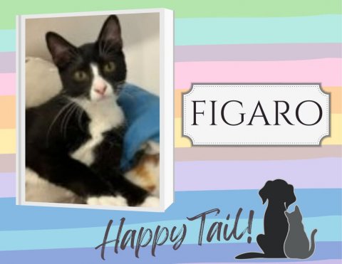 Cat, Mammal, Pet. Text: FIGARO Happy Tail!