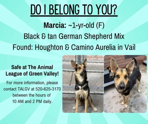 Canine, Dog, German Shepherd. Text: DO I BELONG TO YOU? Marcia: ~1-yr-old (F) Black &amp; tan German Shepherd Mix Found: Houghton &amp; Camino Aurelia in Vail Safe at The Animal League of Green Valley! For more information, please contact TALGV at 520-625-3170 between the hours of 10 AM and 2 PM daily.